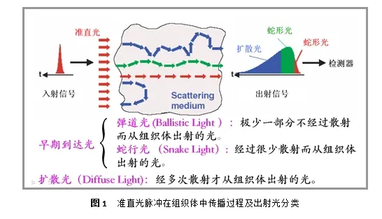 扩散光学层析成像原理与实验系统